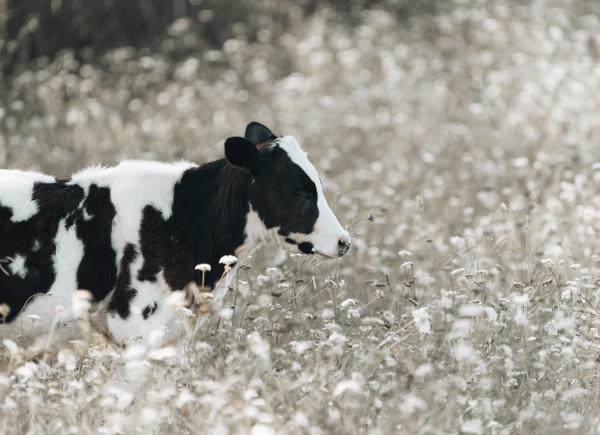 Black and white cow in a field of wildflowers