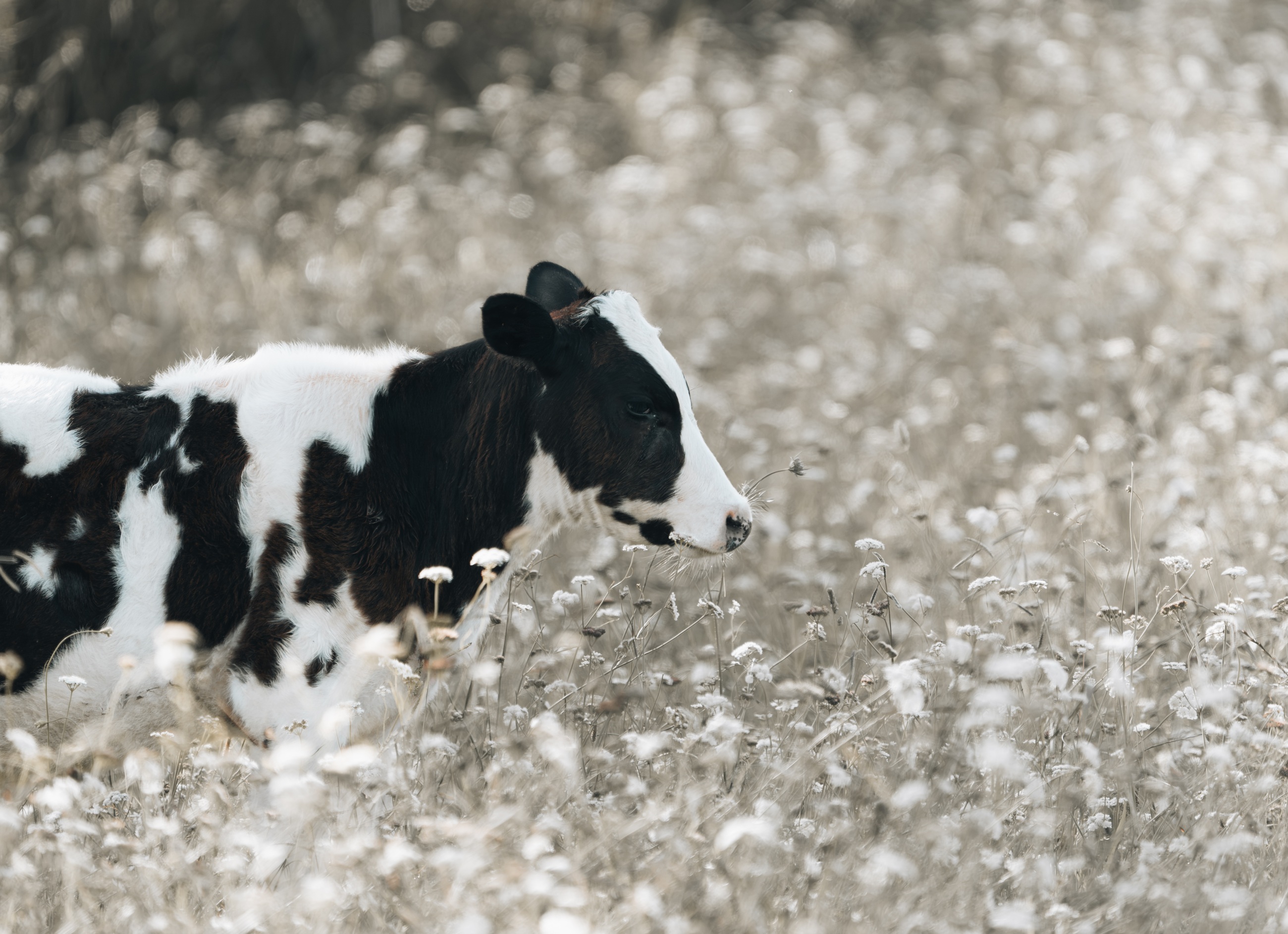 Black and white cow in a field of wildflowers