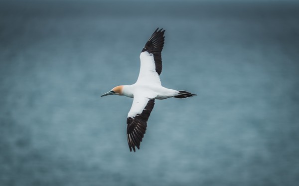 Gannet flying over blue water
