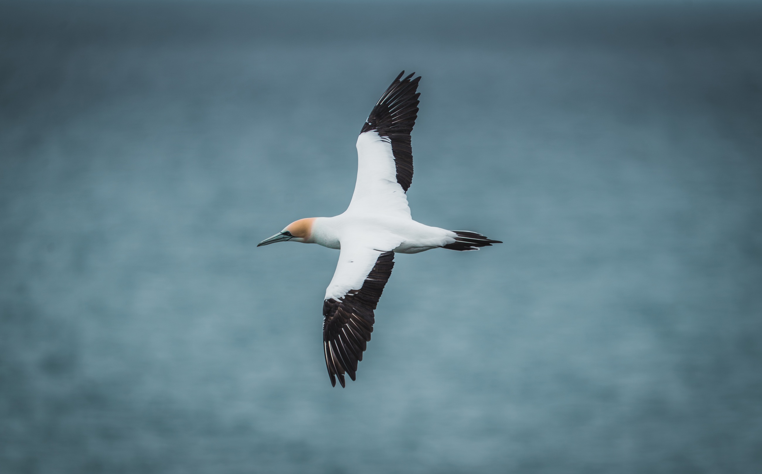 Gannet flying over blue water