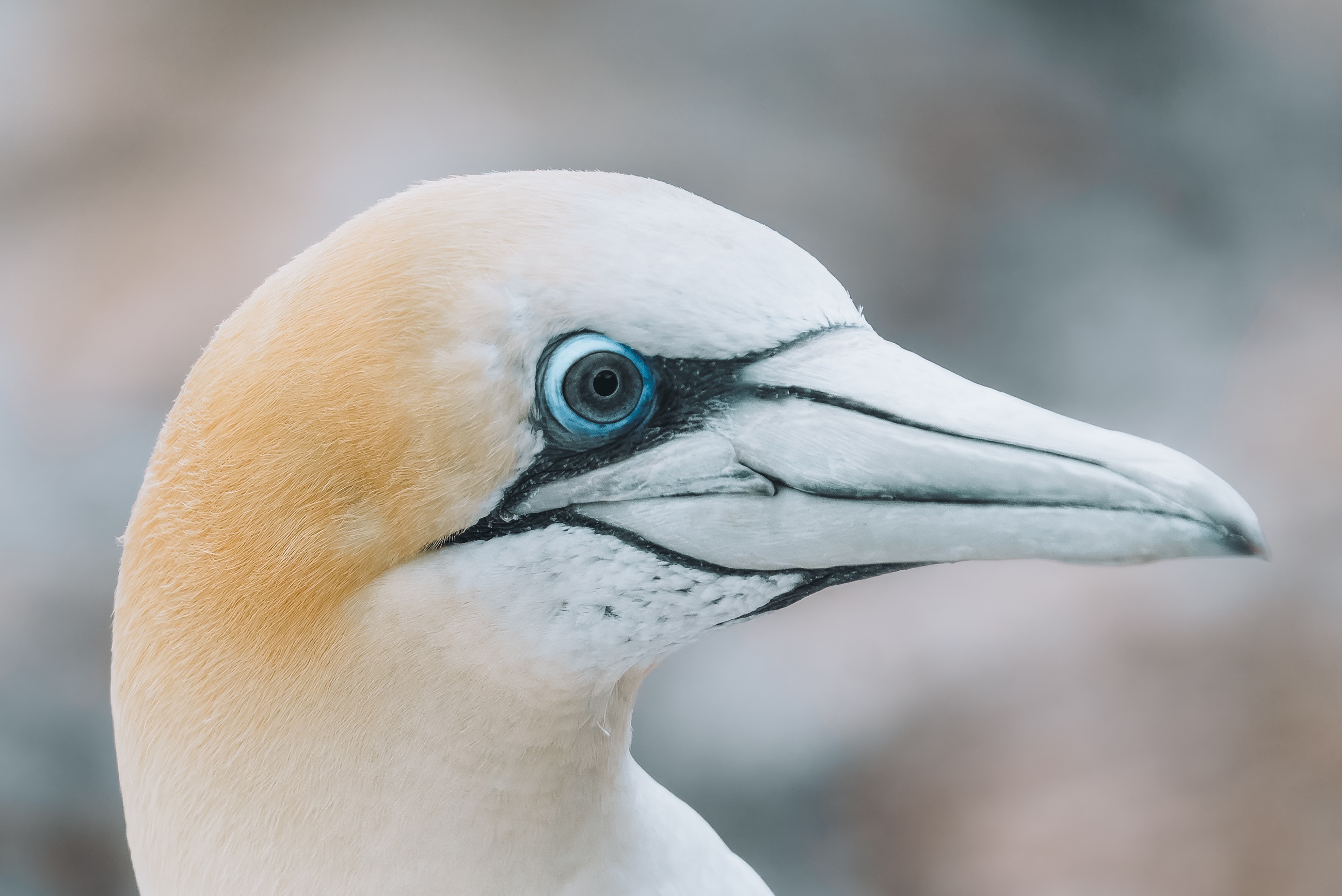 Close-up portrait of a gannet