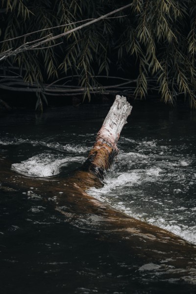 Woodland stream flowing around a fallen tree