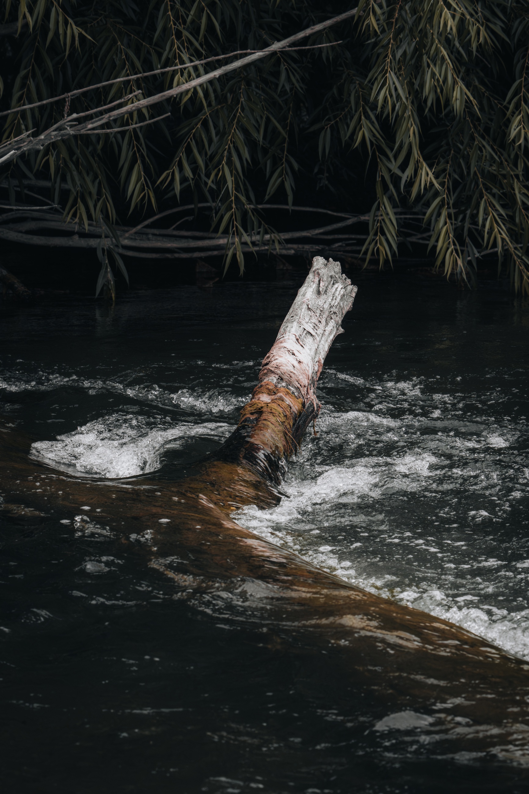 Woodland stream flowing around a fallen tree