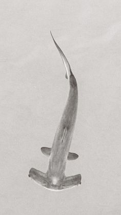 Ocean Wildlife photograph by Goldenberg Photos