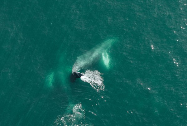 Whale surfacing in deep green water