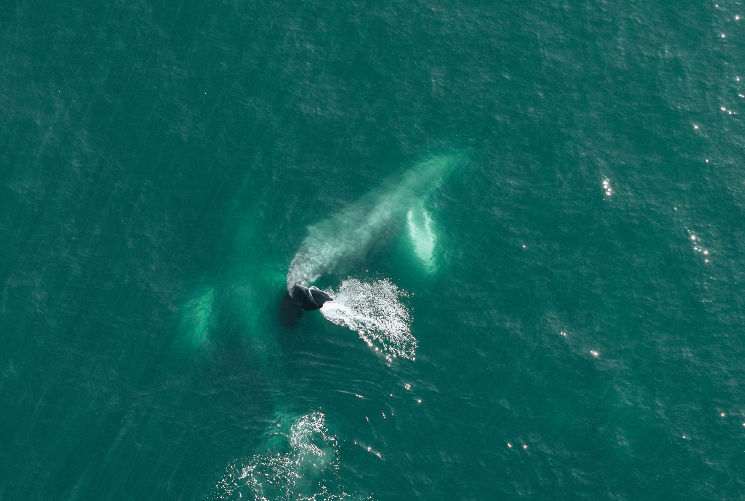 Whale surfacing in deep green water