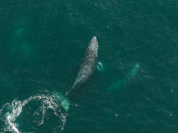 Whale beneath the ocean surface