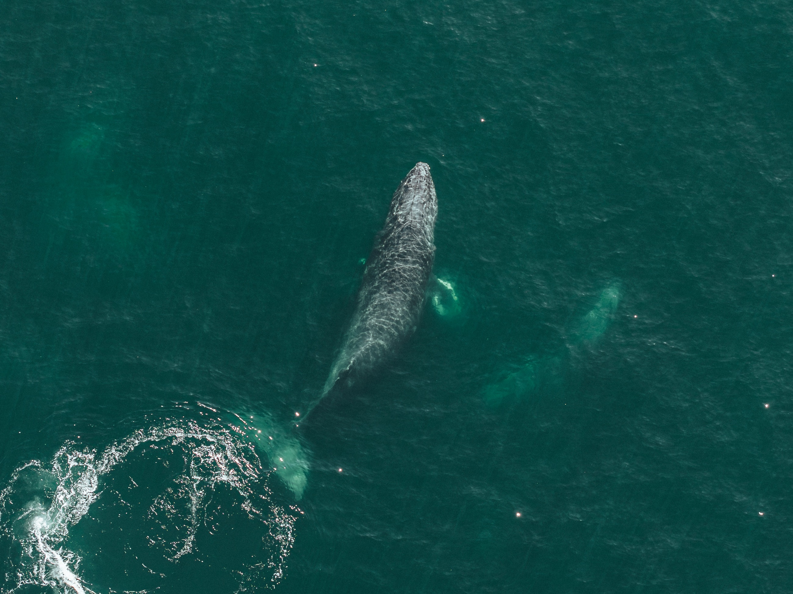 Whale beneath the ocean surface