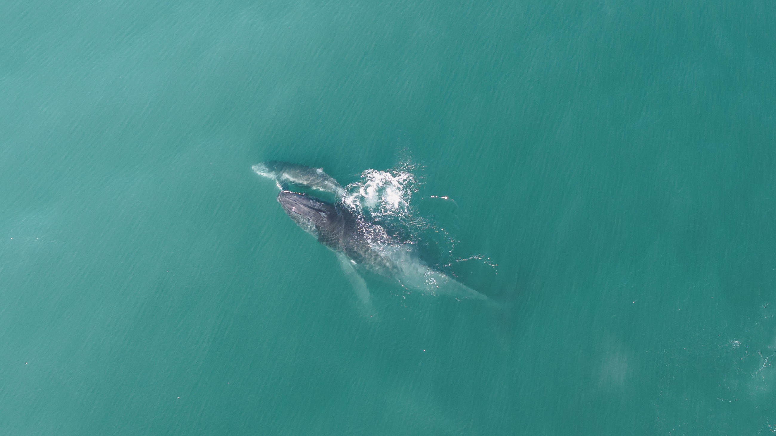 Whales surfacing together in turquoise water
