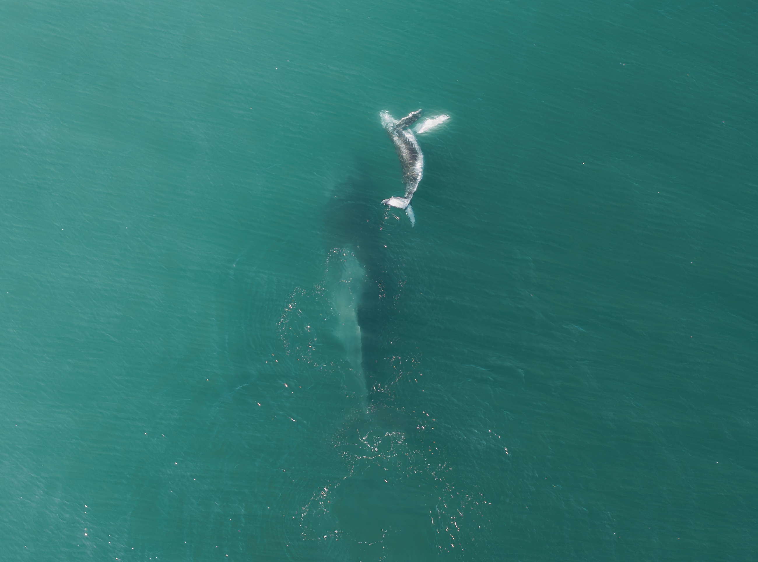 Whale turning beneath the surface