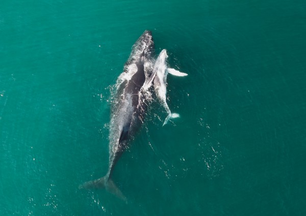 Whale showing its pale flippers from above