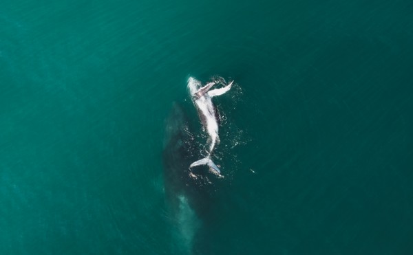 Whale rolling in deep turquoise water