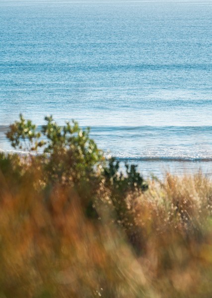 Coastal grasses overlooking calm blue water