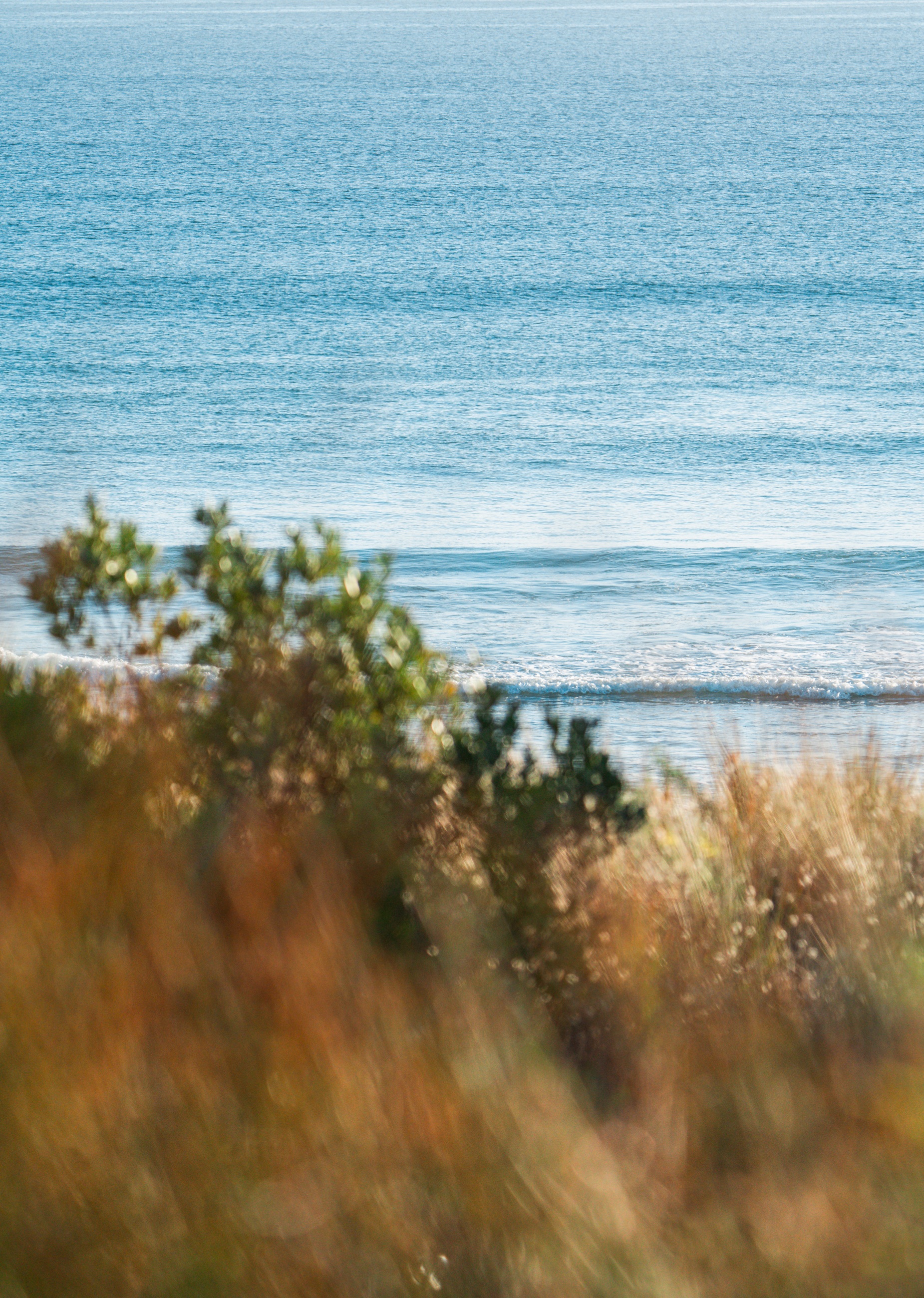 Coastal grasses overlooking calm blue water