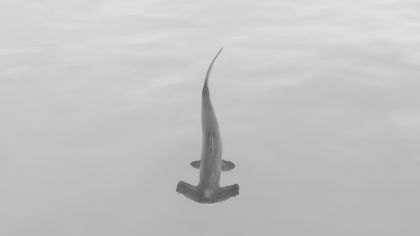 Ocean Wildlife photograph by Goldenberg Photos