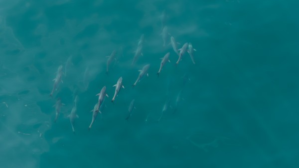 Pod of dolphins swimming through blue-green water