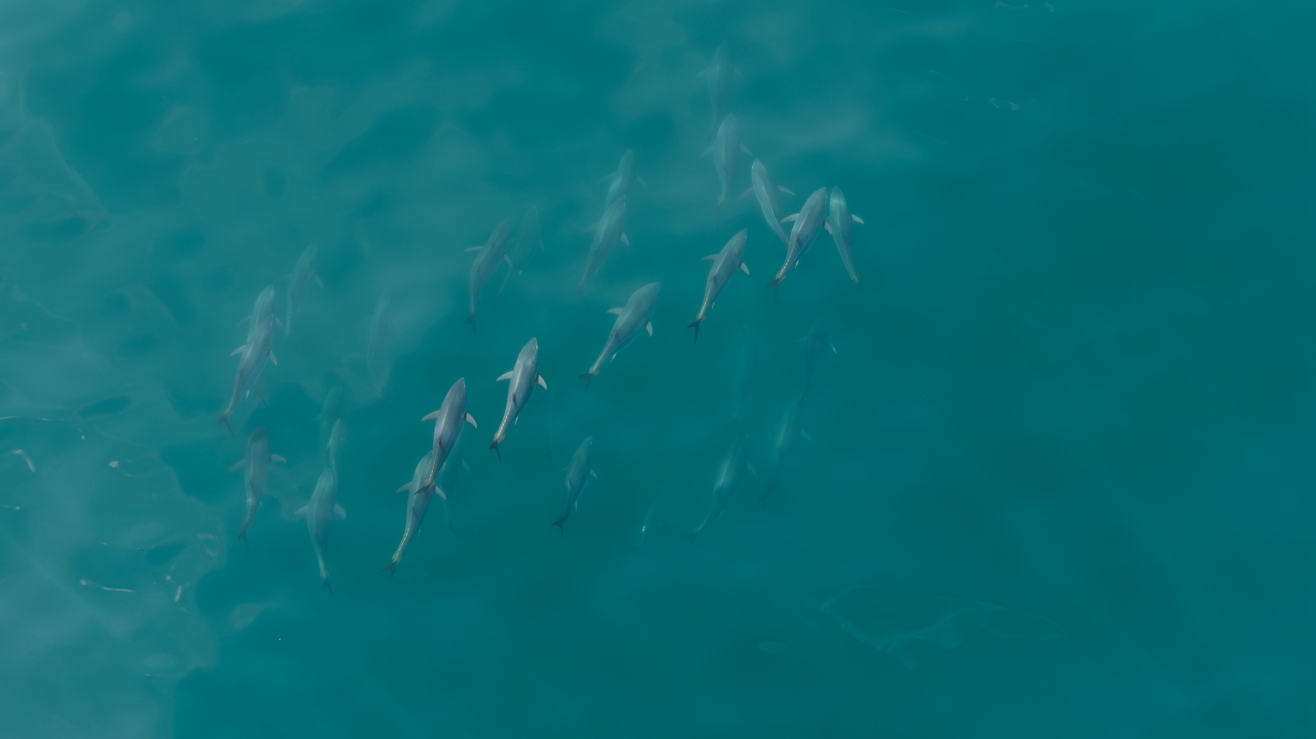 Pod of dolphins swimming through blue-green water
