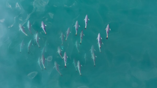 Dolphins gathered beneath the turquoise ocean surface