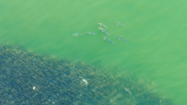 Sharks swimming beside a dense school of fish