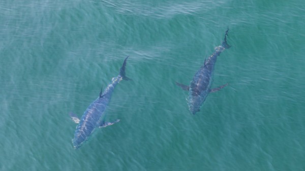 Two sharks swimming side by side in blue-green water