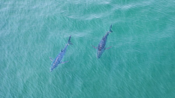 Two sharks beneath the rippling ocean surface