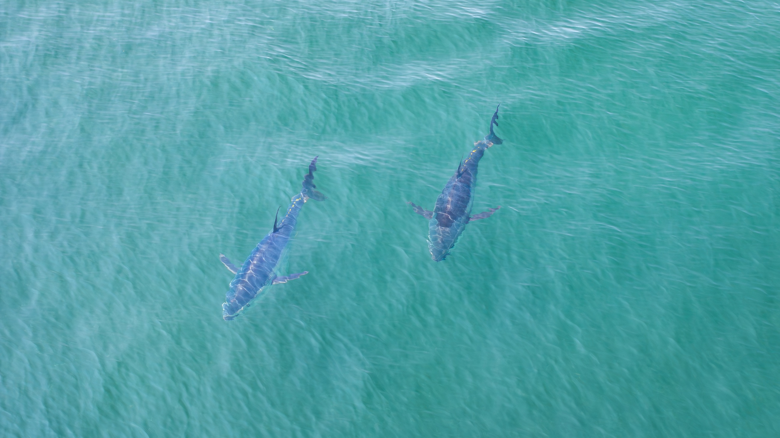 Two sharks beneath the rippling ocean surface
