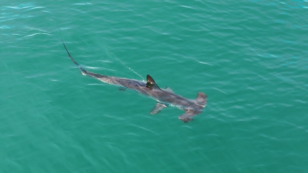 Hammerhead shark swimming through turquoise water