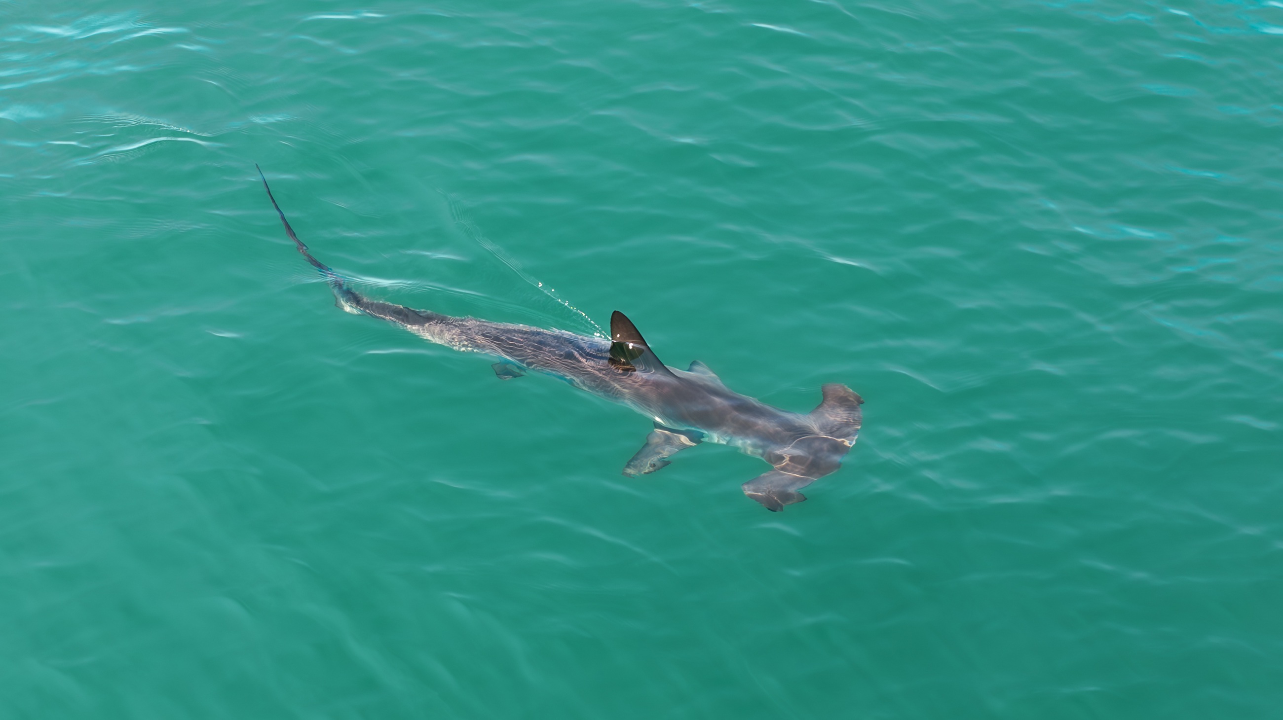 Hammerhead shark swimming through turquoise water