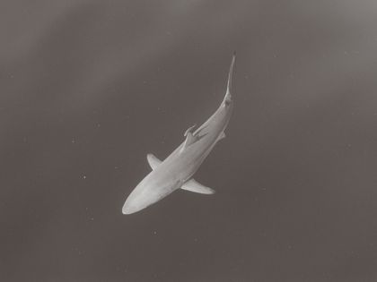 Ocean Wildlife photograph by Goldenberg Photos