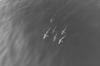 Ocean Wildlife photograph by Goldenberg Photos