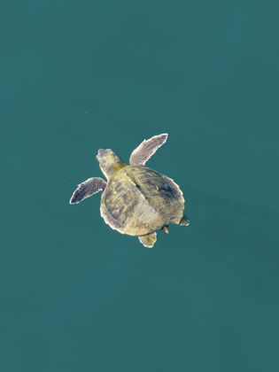 Ocean Wildlife photograph by Goldenberg Photos