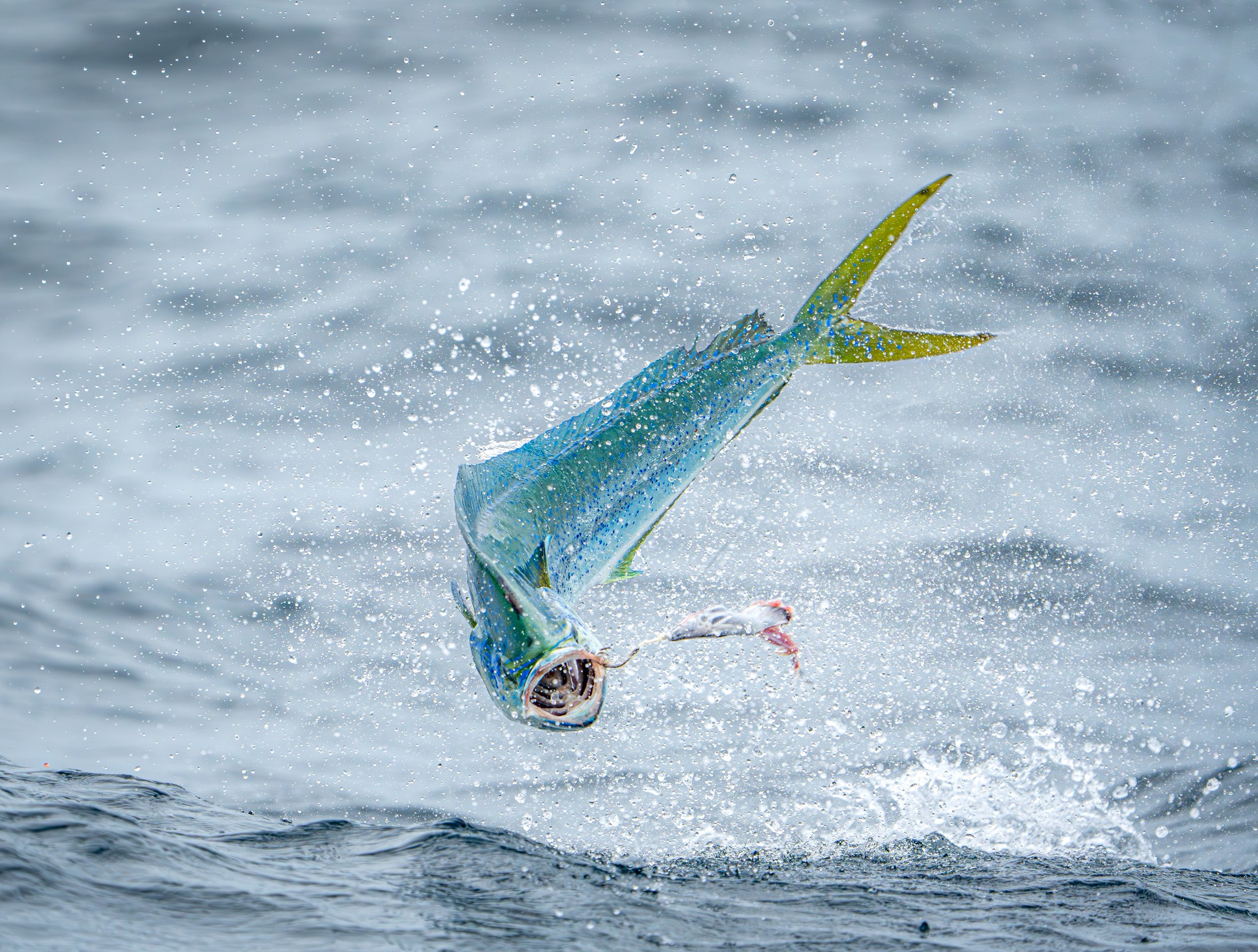 Photograph 23 by Goldenberg Photos