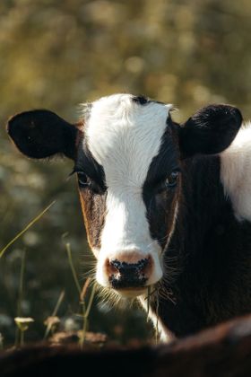 Land Animals photograph by Goldenberg Photos
