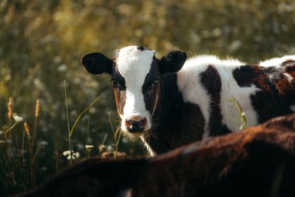 Land Animals photograph by Goldenberg Photos