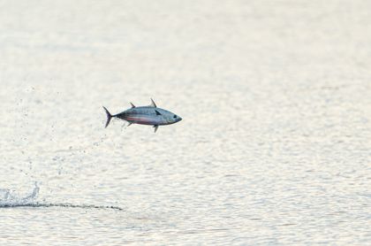 Ocean Wildlife photograph by Goldenberg Photos