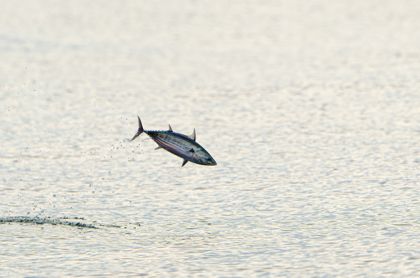 Ocean Wildlife photograph by Goldenberg Photos