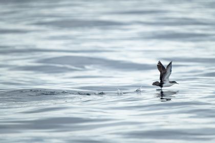 Land Animals photograph by Goldenberg Photos