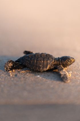 Ocean Wildlife photograph by Goldenberg Photos