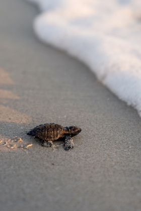 Ocean Wildlife photograph by Goldenberg Photos