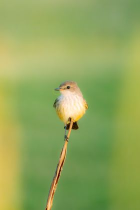 Land Animals photograph by Goldenberg Photos