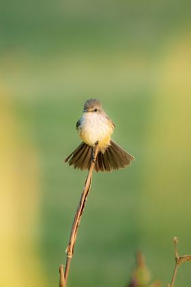Land Animals photograph by Goldenberg Photos