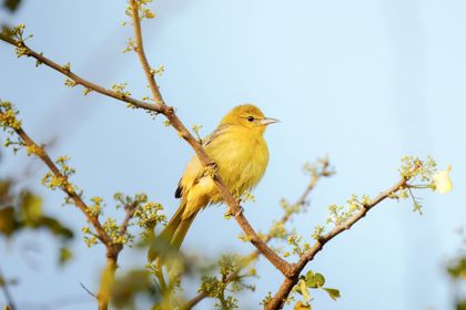 Land Animals photograph by Goldenberg Photos