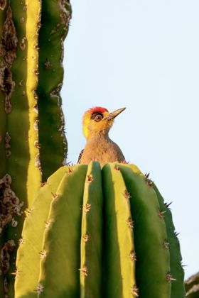 Land Animals photograph by Goldenberg Photos