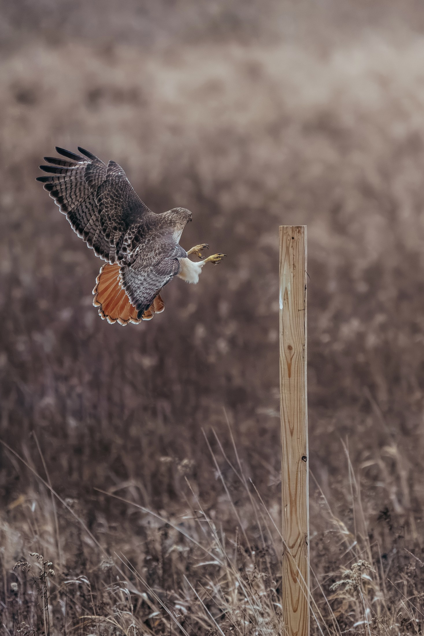 Photograph 41 by Goldenberg Photos