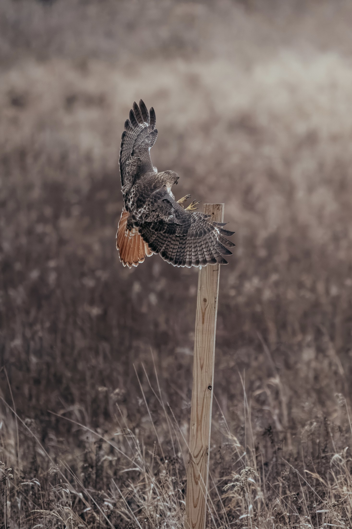 Photograph 42 by Goldenberg Photos