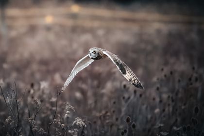 Land Animals photograph by Goldenberg Photos