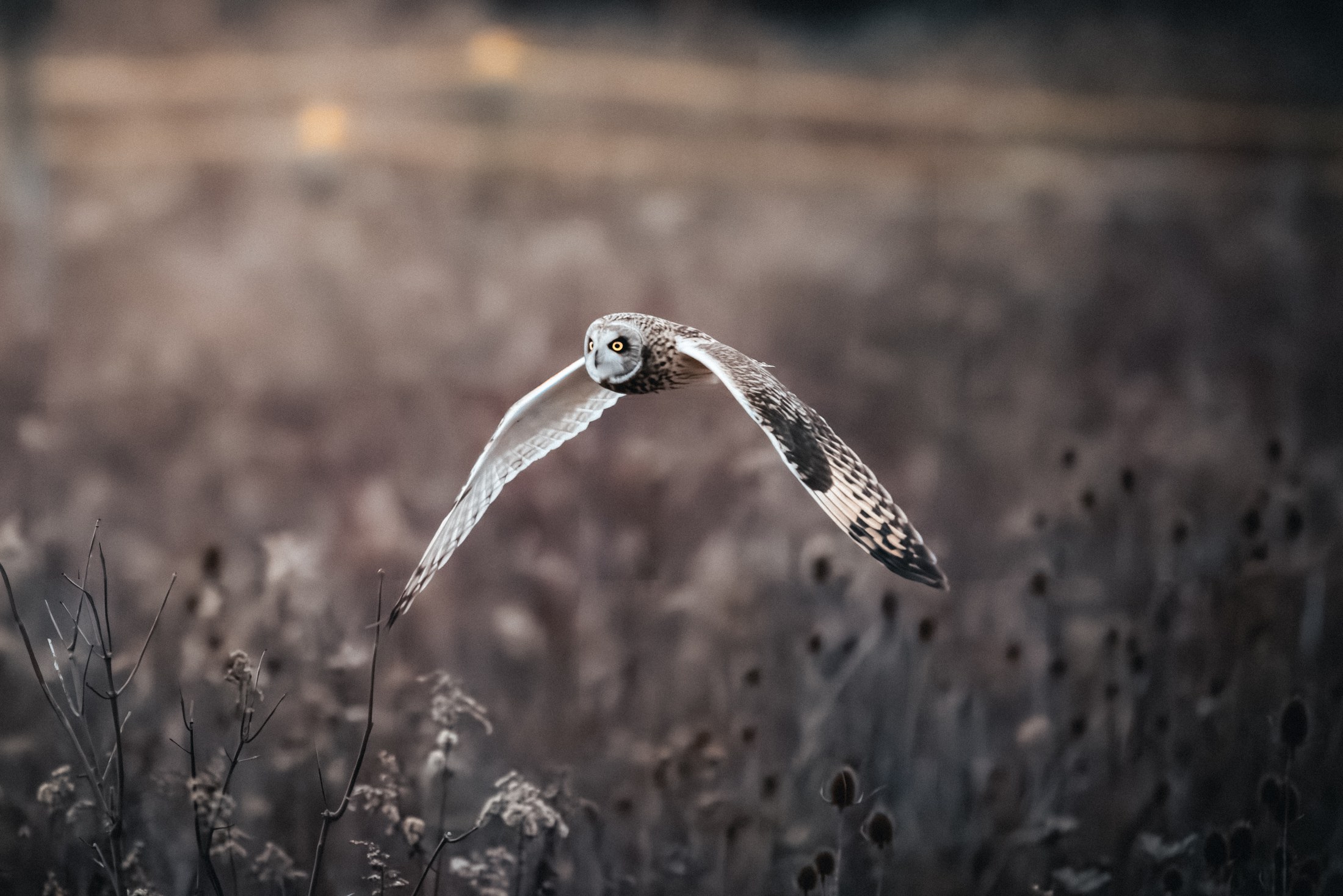 Photograph 43 by Goldenberg Photos