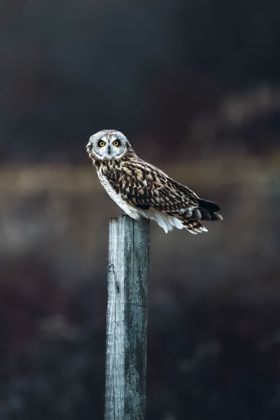 Land Animals photograph by Goldenberg Photos