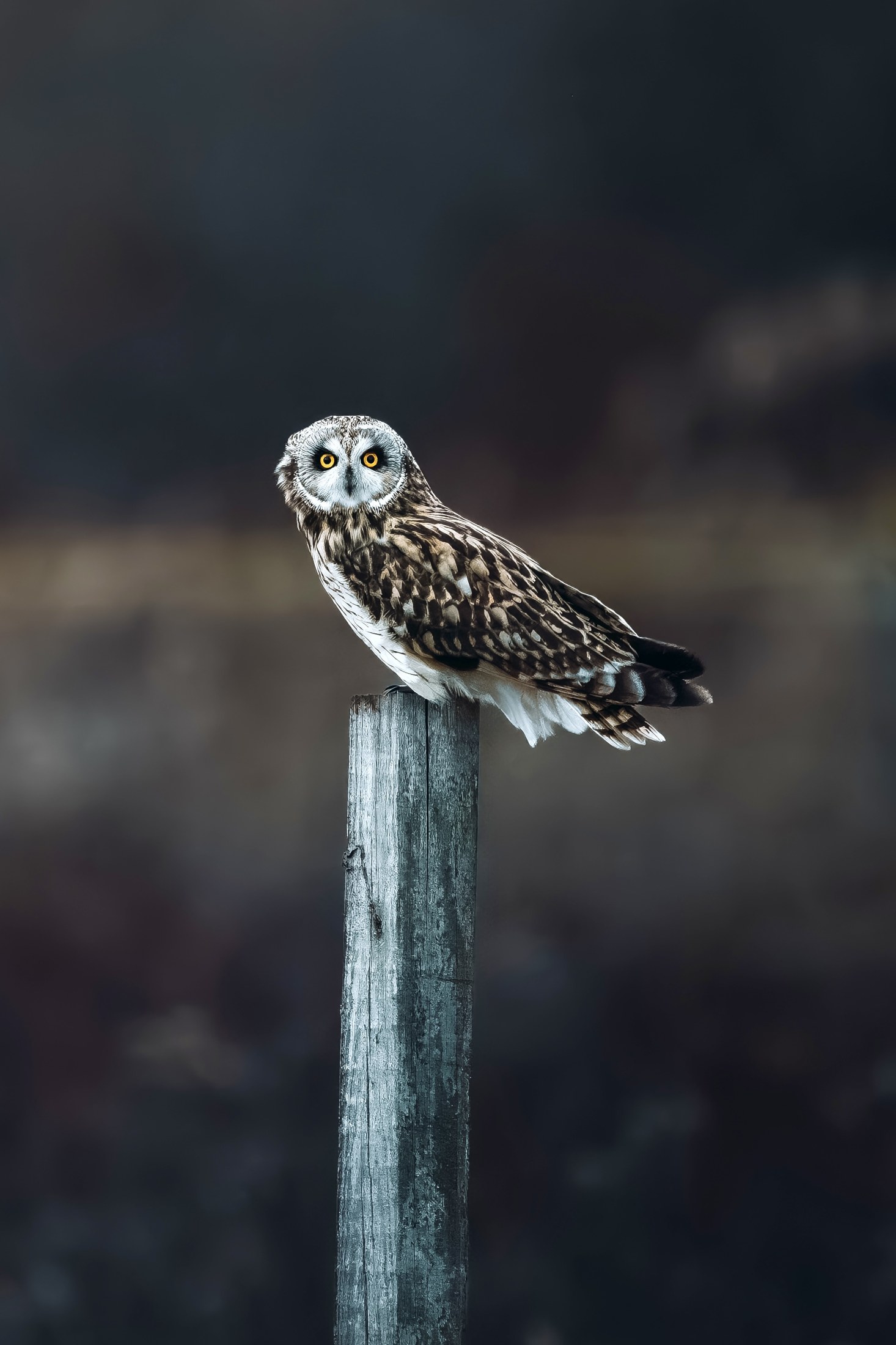 Photograph 45 by Goldenberg Photos