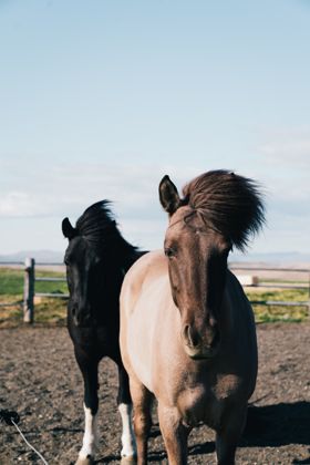Land Animals photograph by Goldenberg Photos